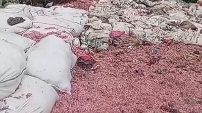 Ribuan Ton Sampah Didaur Ulang Program Lingkungan Ini Hasilkan Cuan bagi Warga